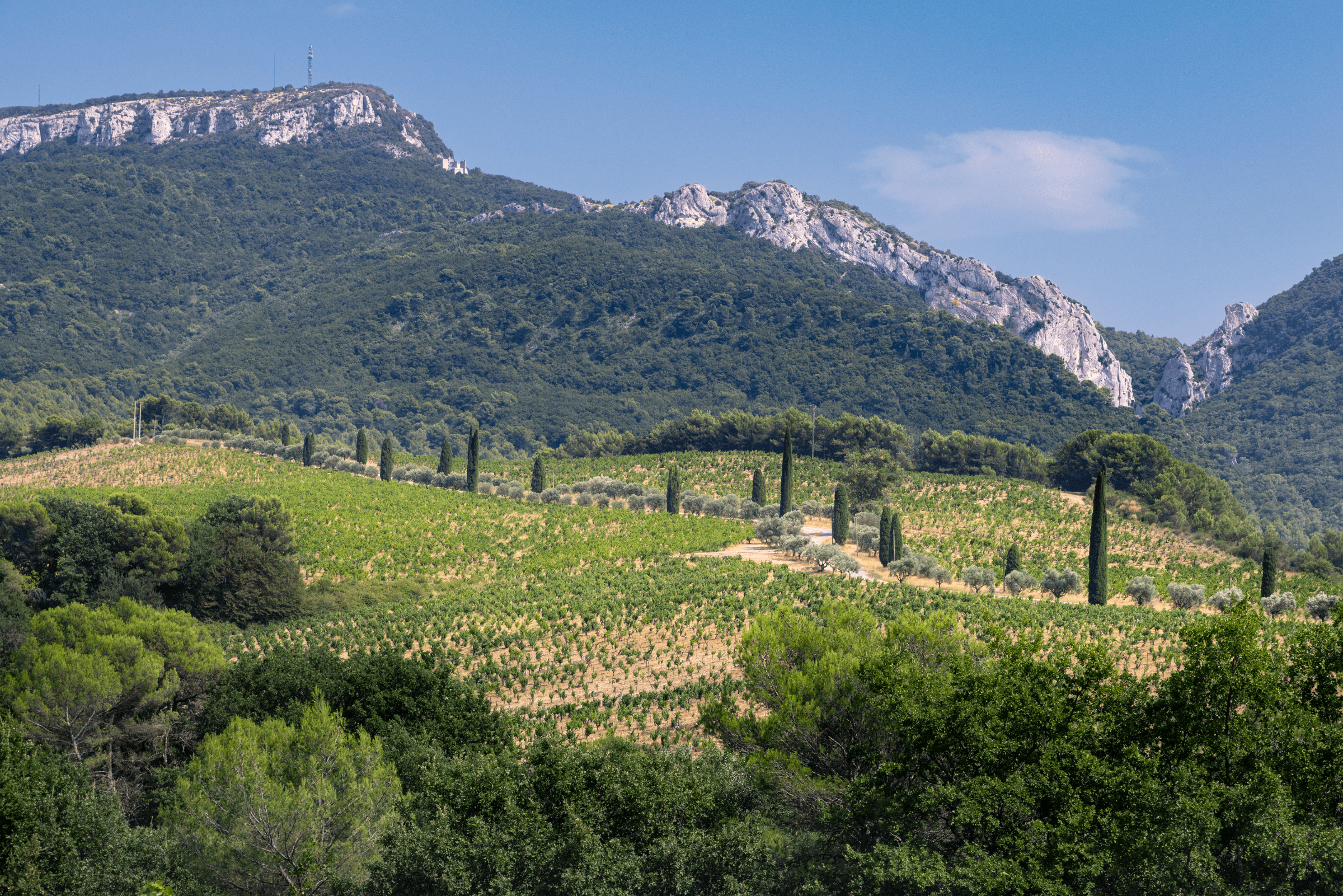 Die Dentelles de Montmirail über den Weinbergen und Zypressen