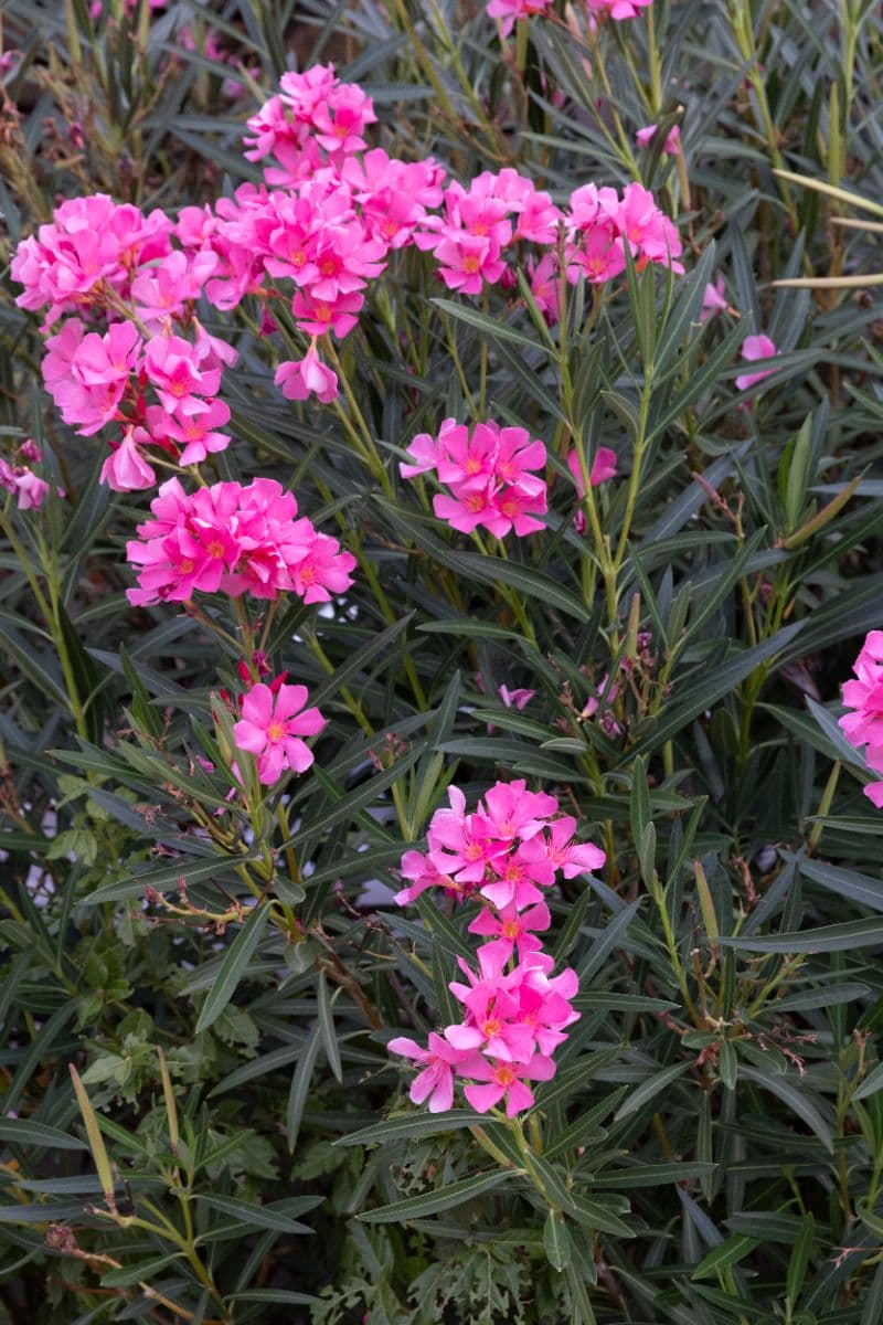 Bloeiende oleanders